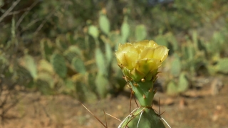 No Copyright Video, No Copyright Stock Footage, No Copyright Stock Video Clip