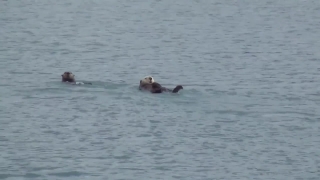 No Copyright Video, No Copyright Stock Footage, No Copyright Stock Video Clip