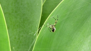 No Copyright Video, No Copyright Stock Footage, No Copyright Stock Video Clip