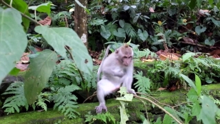 No Copyright Video, No Copyright Stock Footage, No Copyright Stock Video Clip