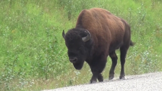 No Copyright Video, No Copyright Stock Footage, No Copyright Stock Video Clip