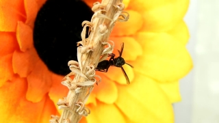 No Copyright Video, No Copyright Stock Footage, No Copyright Stock Video Clip