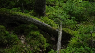 No Copyright Video, No Copyright Stock Footage, No Copyright Stock Video Clip