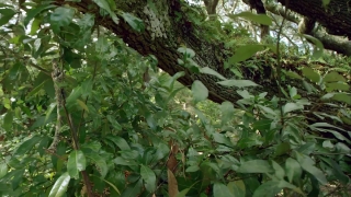 No Copyright Video, No Copyright Stock Footage, No Copyright Stock Video Clip