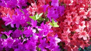 No Copyright Video, No Copyright Stock Footage, No Copyright Stock Video Clip