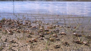 No Copyright Video, No Copyright Stock Footage, No Copyright Stock Video Clip