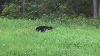 No Copyright Video, No Copyright Stock Footage, No Copyright Stock Video Clip