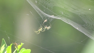 No Copyright Video, No Copyright Stock Footage, No Copyright Stock Video Clip