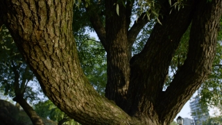 No Copyright Video, No Copyright Stock Footage, No Copyright Stock Video Clip