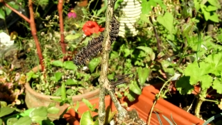 No Copyright Video, No Copyright Stock Footage, No Copyright Stock Video Clip