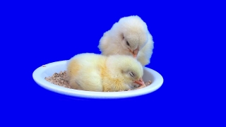 No Copyright Video, No Copyright Stock Footage, No Copyright Stock Video Clip