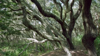 No Copyright Video, No Copyright Stock Footage, No Copyright Stock Video Clip