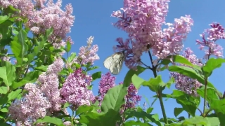 No Copyright Video, No Copyright Stock Footage, No Copyright Stock Video Clip