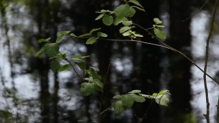 No Copyright Video, No Copyright Stock Footage, No Copyright Stock Video Clip