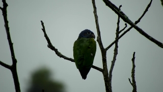 No Copyright Video, No Copyright Stock Footage, No Copyright Stock Video Clip