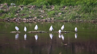 No Copyright Video, No Copyright Stock Footage, No Copyright Stock Video Clip