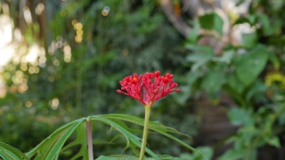 No Copyright Video, No Copyright Stock Footage, No Copyright Stock Video Clip