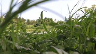 No Copyright Video, No Copyright Stock Footage, No Copyright Stock Video Clip