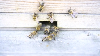 No Copyright Video, No Copyright Stock Footage, No Copyright Stock Video Clip