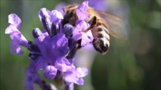 No Copyright Video, No Copyright Stock Footage, No Copyright Stock Video Clip