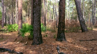 No Copyright Video, No Copyright Stock Footage, No Copyright Stock Video Clip