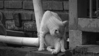 No Copyright Video, No Copyright Stock Footage, No Copyright Stock Video Clip