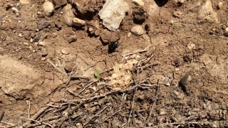 No Copyright Video, No Copyright Stock Footage, No Copyright Stock Video Clip