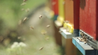 No Copyright Video, No Copyright Stock Footage, No Copyright Stock Video Clip