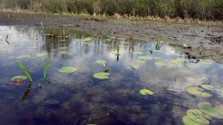 No Copyright Video, No Copyright Stock Footage, No Copyright Stock Video Clip