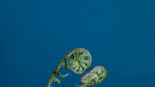 No Copyright Video, No Copyright Stock Footage, No Copyright Stock Video Clip