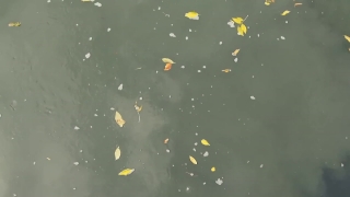 No Copyright Video, No Copyright Stock Footage, No Copyright Stock Video Clip