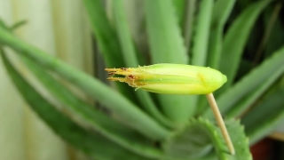 No Copyright Video, No Copyright Stock Footage, No Copyright Stock Video Clip