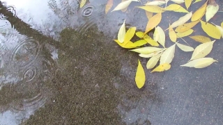 No Copyright Video, No Copyright Stock Footage, No Copyright Stock Video Clip