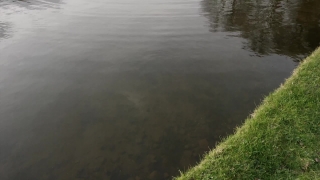 No Copyright Video, No Copyright Stock Footage, No Copyright Stock Video Clip