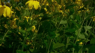 No Copyright Video, No Copyright Stock Footage, No Copyright Stock Video Clip