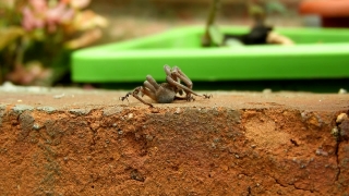 No Copyright Video, No Copyright Stock Footage, No Copyright Stock Video Clip