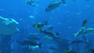 No Copyright Video, No Copyright Stock Footage, No Copyright Stock Video Clip