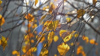 No Copyright Video, No Copyright Stock Footage, No Copyright Stock Video Clip