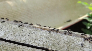 No Copyright Video, No Copyright Stock Footage, No Copyright Stock Video Clip