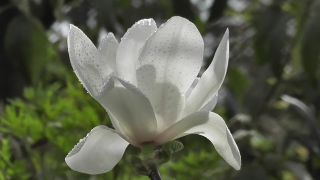 No Copyright Video, No Copyright Stock Footage, No Copyright Stock Video Clip