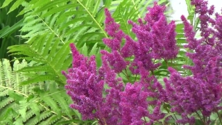 No Copyright Video, No Copyright Stock Footage, No Copyright Stock Video Clip