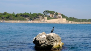 No Copyright Video, No Copyright Stock Footage, No Copyright Stock Video Clip