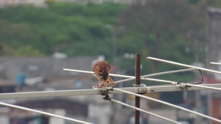 No Copyright Video, No Copyright Stock Footage, No Copyright Stock Video Clip