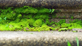 No Copyright Video, No Copyright Stock Footage, No Copyright Stock Video Clip