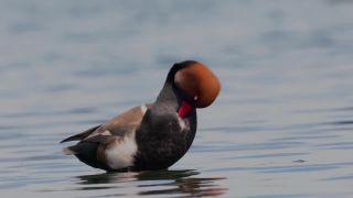 No Copyright Video, No Copyright Stock Footage, No Copyright Stock Video Clip