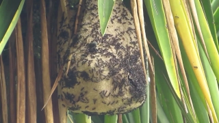 No Copyright Video, No Copyright Stock Footage, No Copyright Stock Video Clip