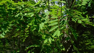 No Copyright Video, No Copyright Stock Footage, No Copyright Stock Video Clip