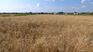 No Copyright Video, No Copyright Stock Footage, No Copyright Stock Video Clip