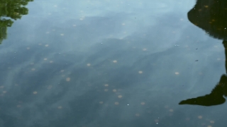 No Copyright Video, No Copyright Stock Footage, No Copyright Stock Video Clip