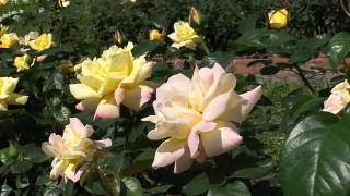 No Copyright Video, No Copyright Stock Footage, No Copyright Stock Video Clip